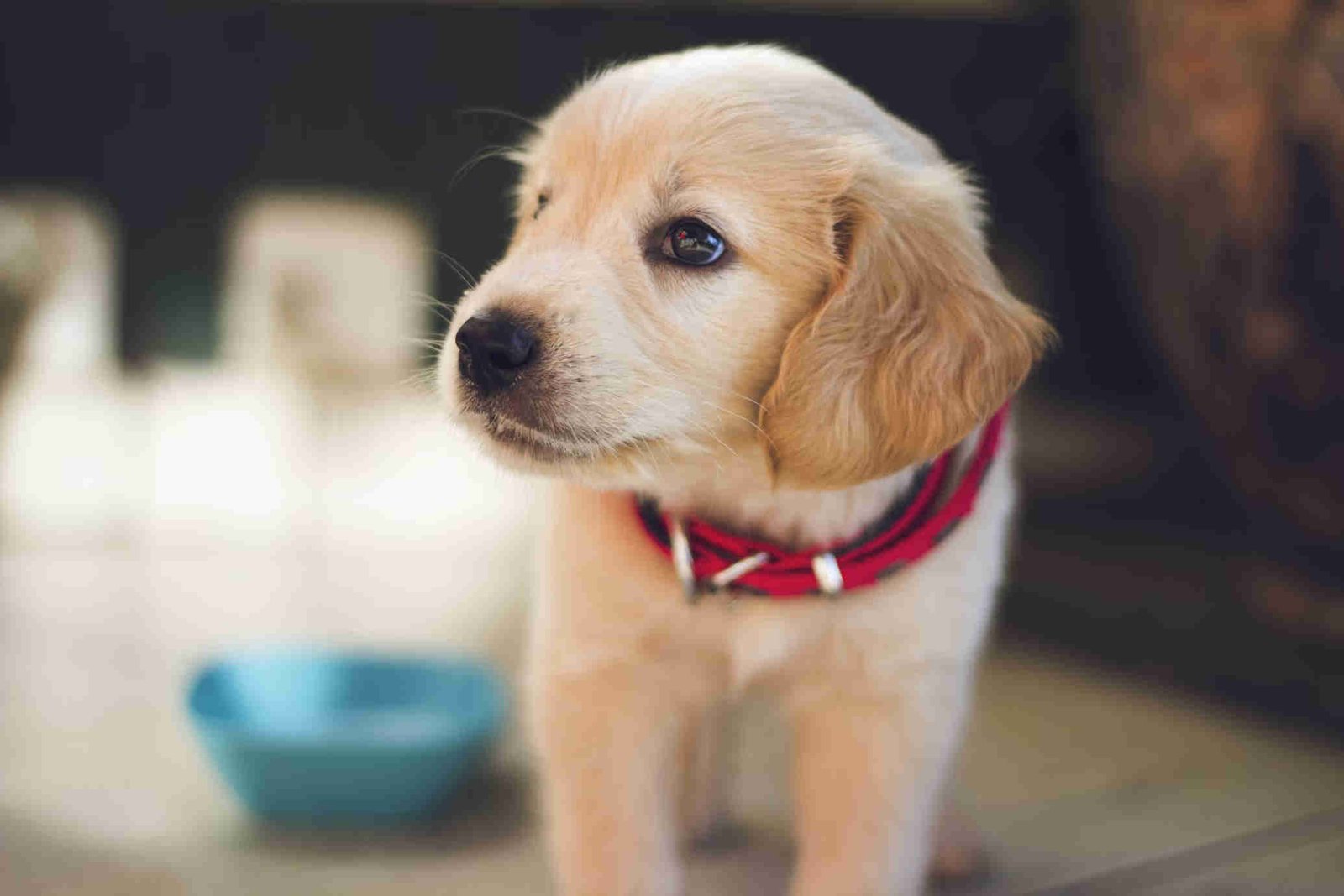 Online puppy training with an experienced puppy trainer